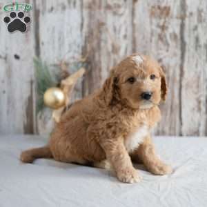 Gregory, Mini Goldendoodle Puppy